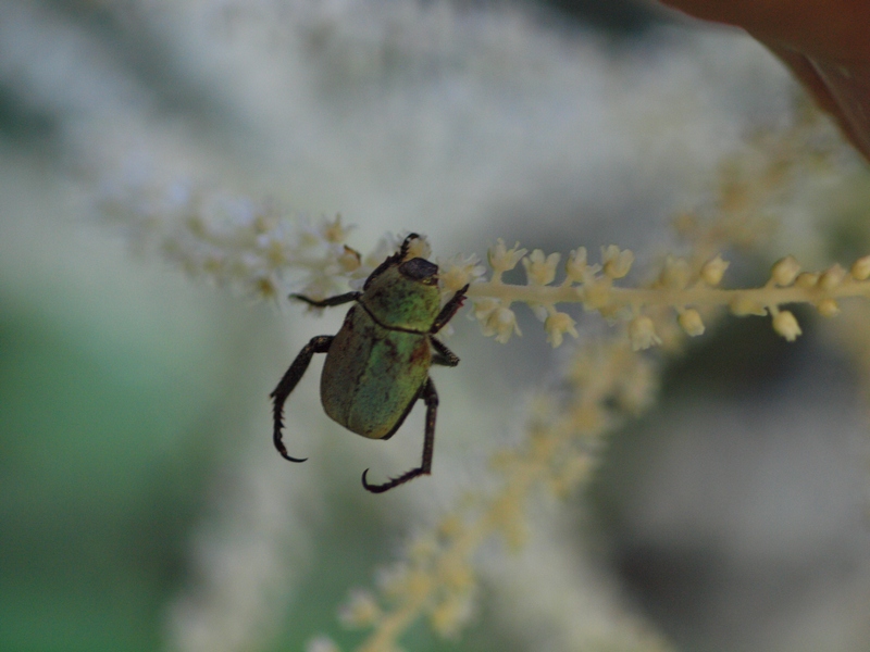 Coleoptera Rutelidae: Hoplia argentea